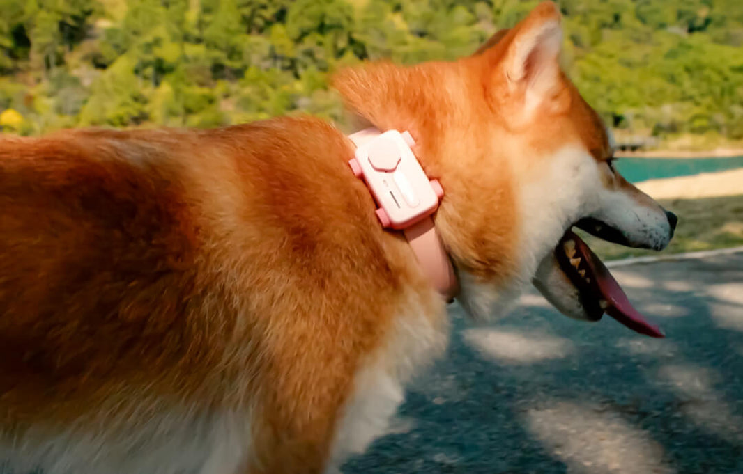 Top Dog Fitness Trackers: Keeping Your Canine Companion Healthy & Happy