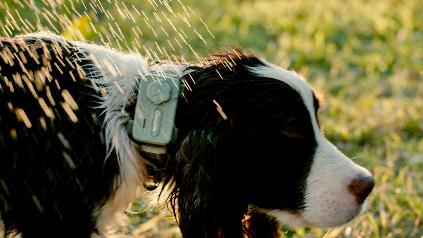 How PetPhone redefines safety and emotional connection