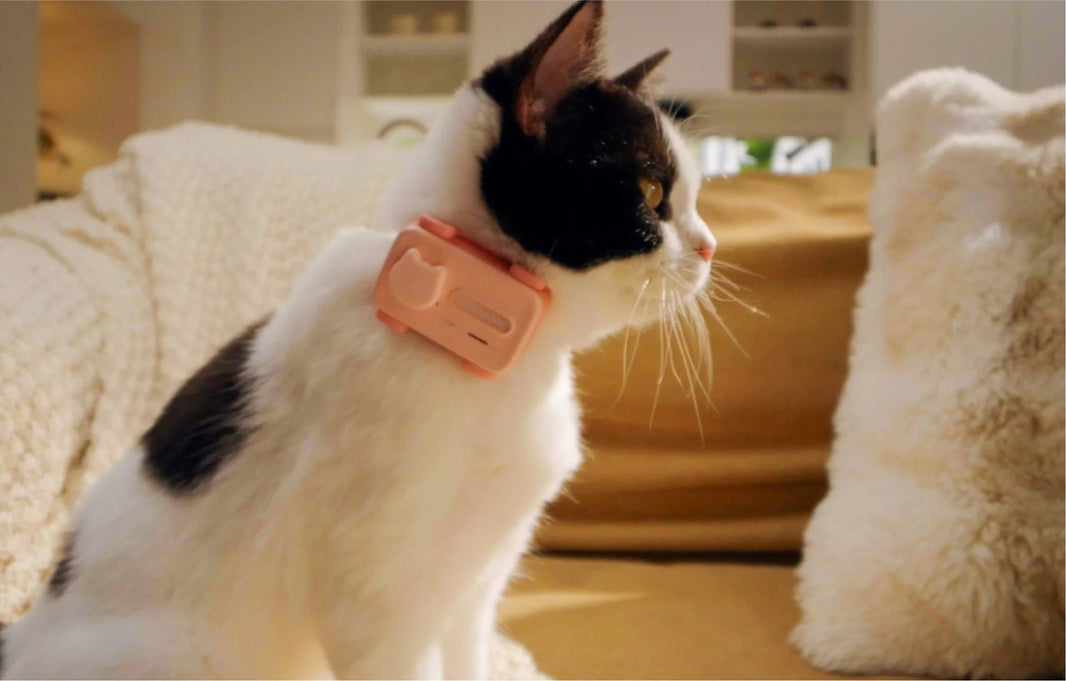 2025 Best GPS Pet Trackers: Top Picks for Dogs & Cats