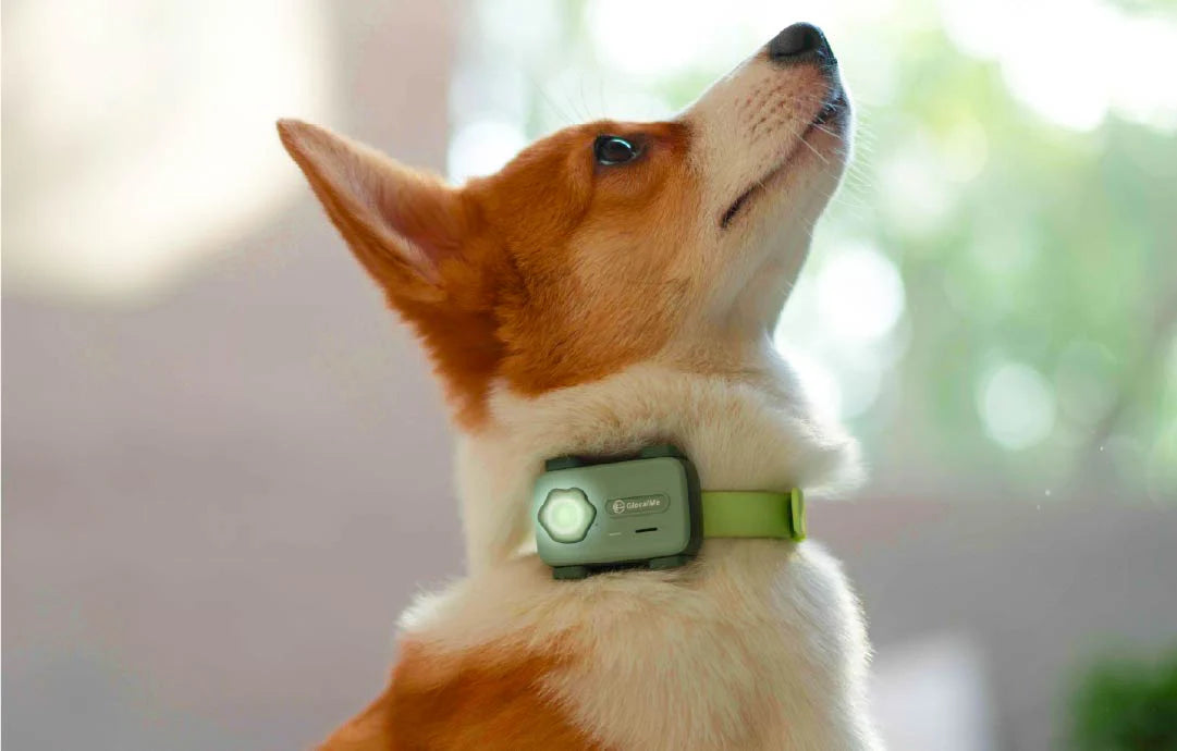 Top 5 Features to Look for in the Best Dog Activity Tracker